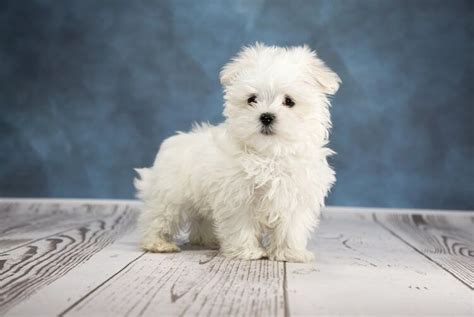 bichon maltez mini toy